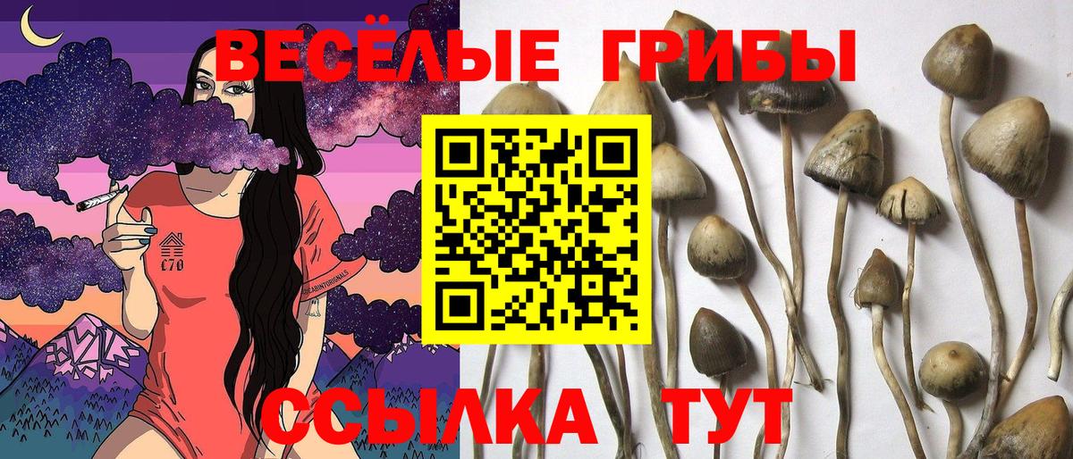 Галлюциногенные грибы Psilocybe Коркино